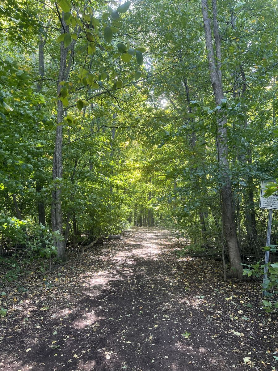 A wide earthen trail running under a green canopy of tall trees, with sunlight filtering through the leaves